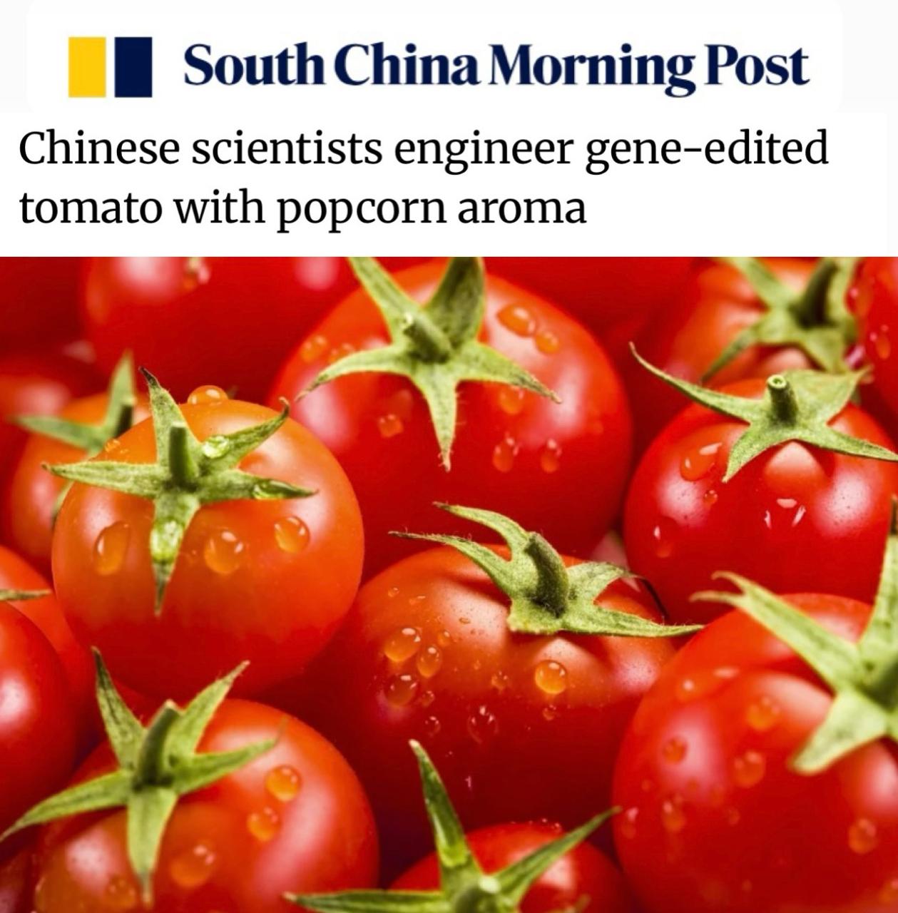 У Китаї вивели томати з ароматом попкорну