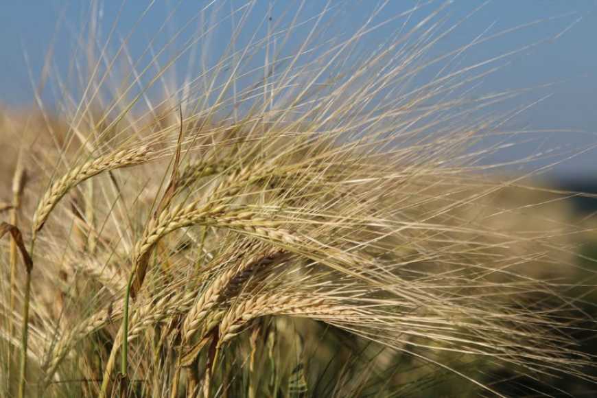 Наразі сервіс перебуває на стадії розробки для операційних систем iOS та Android і ще не надійшов у широке користування.   Основною метою оновлення є надання інструментів для просунутого налаштування чатів та розширення лімітів, що існують у стандартній в