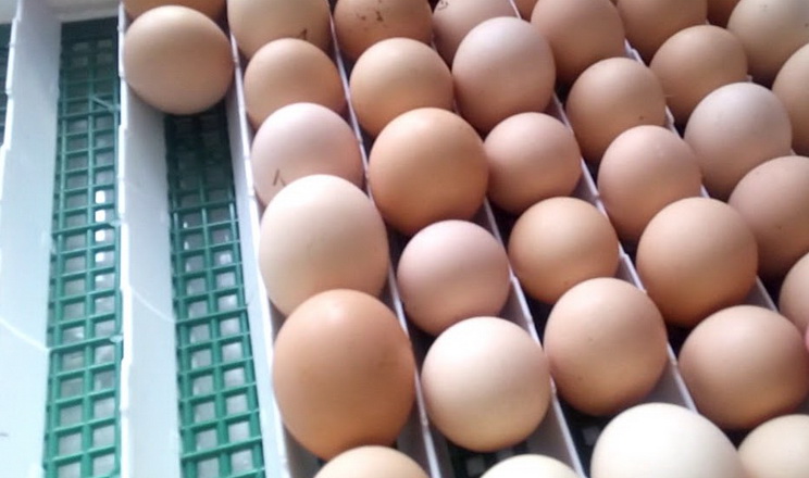 У січні на інкубацію заклали 22 млн яєць для отримання курчат-бройлерів