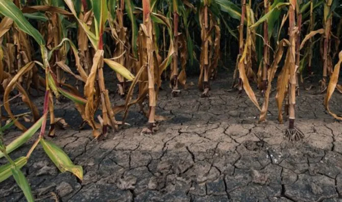 Туреччина — провідний покупець української кукурудзи у лютому